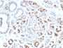 GATA-3 (Breast and Urothelial Marker)(GATA3/2444), CF488A conjugate, 0.1mg/mL
