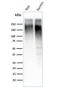 Ki-67 (Proliferating Cell Marker) (MKI67/2462), CF488A conjugate, 0.1mg/mL