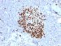 Ki-67 (Proliferating Cell Marker)(MKI67/2466), CF488A conjugate, 0.1mg/mL
