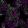 Ki-67 (Proliferating Cell Marker)(MKI67/2466), CF488A conjugate, 0.1mg/mL
