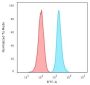 Ki-67 (Proliferating Cell Marker)(MKI67/2466), CF488A conjugate, 0.1mg/mL