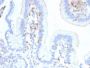 CD103 / Integrin alpha E (T-Cell Lymphoma & Hairy Cell Leukemia Marker) (ITGAE/2474), CF488A conjugate, 0.1mg/mL