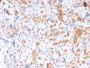 Spectrin Alpha 1 (Erythrocyte Marker) (rSPTA1/1833), CF488A conjugate, 0.1mg/mL