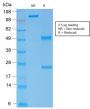 Spectrin Alpha 1 (Erythrocyte Marker) (rSPTA1/1833), CF488A conjugate, 0.1mg/mL