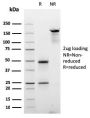 Cyclin E (G1/S-Phase Cyclin)(CCNE1/2587), CF488A conjugate, 0.1mg/mL