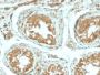 B7-H4 (Immuno-Inhibitory Protein) (B7H4/2652R), CF488A conjugate, 0.1mg/mL