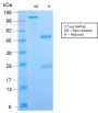 B7-H4 (Immuno-Inhibitory Protein) (B7H4/2652R), CF488A conjugate, 0.1mg/mL