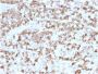 Prolactin (Pituitary Tumor Marker)(PRL/2910), CF488A conjugate, 0.1mg/mL