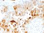 Uroplakin 1A (Urothelial Differentiation Marker)(UPK1A/2921), CF488A conjugate, 0.1mg/mL