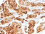 Uroplakin 1A (Urothelial Differentiation Marker)(UPK1A/2922), CF488A conjugate, 0.1mg/mL