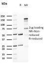 Uroplakin 1A (Urothelial Differentiation Marker)(UPK1A/2923), CF488A conjugate, 0.1mg/mL