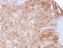 Uroplakin 1A (Urothelial Differentiation Marker)(UPK1A/2925), CF488A conjugate, 0.1mg/mL
