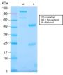 TLE1 (Synovial Sarcoma Marker) (TLE1/2946R), CF488A conjugate, 0.1mg/mL