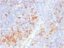 IL3RA / CD123 (Acute Myeloid Leukemia Marker)(IL3RA/2947R), CF488A conjugate, 0.1mg/mL