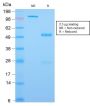 CDX2 (GI Epithelial Marker) (CDX2/2951R), CF488A conjugate, 0.1mg/mL
