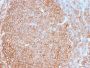HLA-Pan (MHC II) (HLA-Pan/2967R), CF488A conjugate, 0.1mg/mL