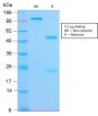 HLA-Pan (MHC II) (HLA-Pan/2967R), CF488A conjugate, 0.1mg/mL