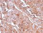 MUC1 / CA15-3 / EMA / CD227 (Epithelial Marker)(MUC1/2980R), CF488A conjugate, 0.1mg/mL