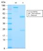 Tenascin C (Stromal Marker For Epithelial Malignancy) (TNC/2981R), CF488A conjugate, 0.1mg/mL