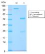 GnRH-Receptor / LH-RH Receptor(GNRHR/2982R), CF488A conjugate, 0.1mg/mL