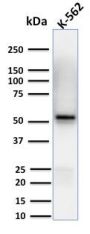 Spastin(Sp 6C6), CF488A conjugate, 0.1mg/mL