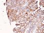 Uroplakin 1B (Urothelial Differentiation Marker)(UPK1B/3081), CF488A conjugate, 0.1mg/mL