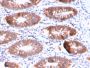 Aurora B (Proliferation Marker)(AURKB/3121R), CF488A conjugate, 0.1mg/mL