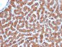 Cytochrome C (Mitochondrial Marker)(CYCS/3128R), CF488A conjugate, 0.1mg/mL