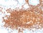 CD45RB (B-Cell Marker)(rPTPRC/1132), CF488A conjugate, 0.1mg/mL