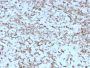 Cytochrome C (Mitochondrial Marker)(rCYCS/1010), CF488A conjugate, 0.1mg/mL