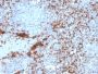 CD61 / Integrin '3 / Platelet Glycoprotein IIIa (Platelet Marker)(rITGB3/2145), CF488A conjugate, 0.1mg/mL