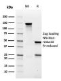 MALT1 (MALT-Lymphoma Marker)(rMT1/410), CF488A conjugate, 0.1mg/mL