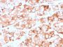Prolactin Receptor (hPRL Receptor)(rPRLR/742), CF488A conjugate, 0.1mg/mL