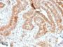 AKT1 (Prognostic Marker for Neuroendocrine Tumors)(rAKT1/2491), CF488A conjugate, 0.1mg/mL