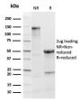 TPO (Thyroid Peroxidase) (Thyroid Marker)(TPO/3813R), CF488A conjugate, 0.1mg/mL