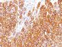 MART-1 / Melan-A(M2-7C10), CF594 conjugate, 0.1mg/mL