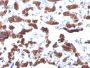 Thyroglobulin (Thyroidal Cell Marker)(TGB24),  CF594 conjugate, 0.1mg/mL