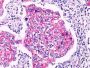 Beta Catenin (p120)(Rabbit PAb), CF594 conjugate, 0.1mg/mL