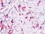 Beta Catenin (p120)(Rabbit PAb), CF594 conjugate, 0.1mg/mL