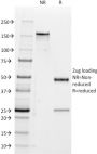 CD47(B6H12.2), CF594 conjugate, 0.1mg/mL