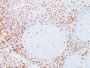 CD8(C8/468), CF594 conjugate, 0.1mg/mL
