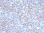 CD146 / MCAM / MUC18 / Mucin 18(C146/634), CF594 conjugate, 0.1mg/mL