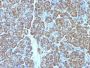 Mitochondrial Marker(MTC719), CF594 conjugate, 0.1mg/mL