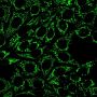 Mitochondrial Marker(MTC719), CF594 conjugate, 0.1mg/mL