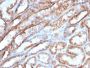 Mitochondrial Marker(MTC719), CF594 conjugate, 0.1mg/mL