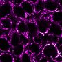 Mitochondrial Marker(113-1), CF594 conjugate, 0.1mg/mL