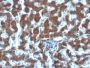 Retinol Binding Protein-1(G4E4), CF594 conjugate, 0.1mg/mL