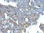 CD99(MIC2/877), CF594 conjugate, 0.1mg/mL