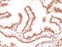 Androgen Receptor(AR441 + DHTR/882), CF594 conjugate, 0.1mg/mL
