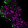 Mucin 1 / EMA / Episialin / CD227(HMPV), CF594 conjugate, 0.1mg/mL